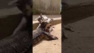 She won’t let HIM touch her kittens! 😾💢