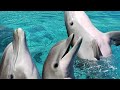 صوت الدلفين جديد صافي The Sound Of The Dolphin صوت الدلفين جديد صافي The Sound Of The Dolphin