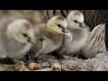 Así son los primeros pasos de una cría de ganso | National Geographic España