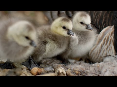 Video: ¿De dónde viene el paso de ganso?