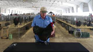 Celebrity Orpington (Large Fowl) Net Worth