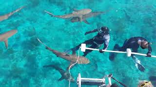 SharkSchool® Shallow water training with Dr Erich Ritter
