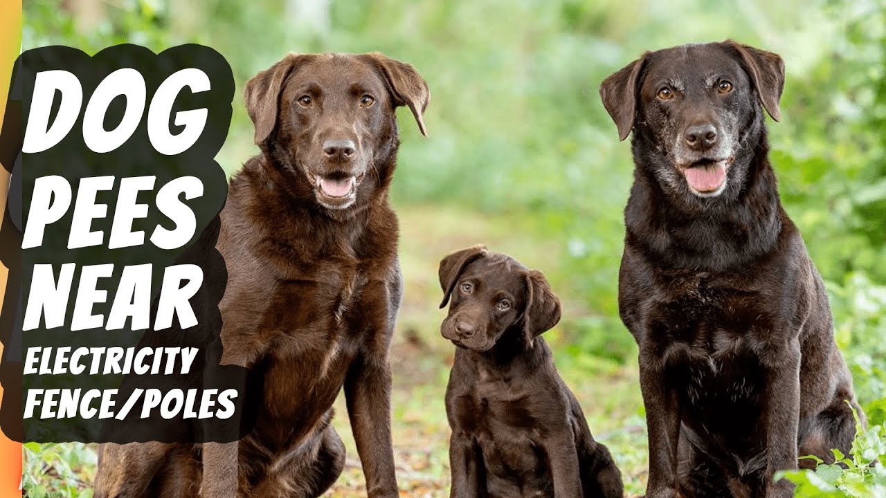 Dogs pees near electric fence Poles Maxi Labra YouTube