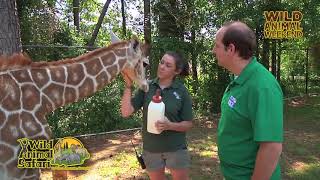 Wild Animal Weekend: Baby Giraffe
