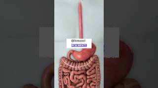 Tienes Un Estómago Ruidoso?