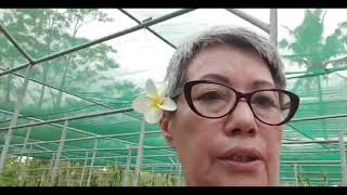 How to Plant new Vanilla Cuttings & a Demo on Natural Fertilizer Use