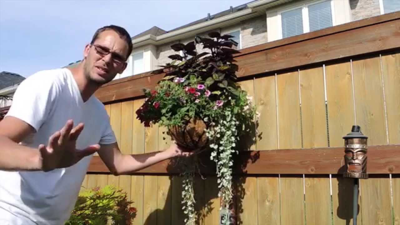 Hanging Basket Maintenance YouTube