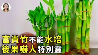 富貴竹不能水培？小心犯了大忌諱，花不旺運不旺！|花花世界