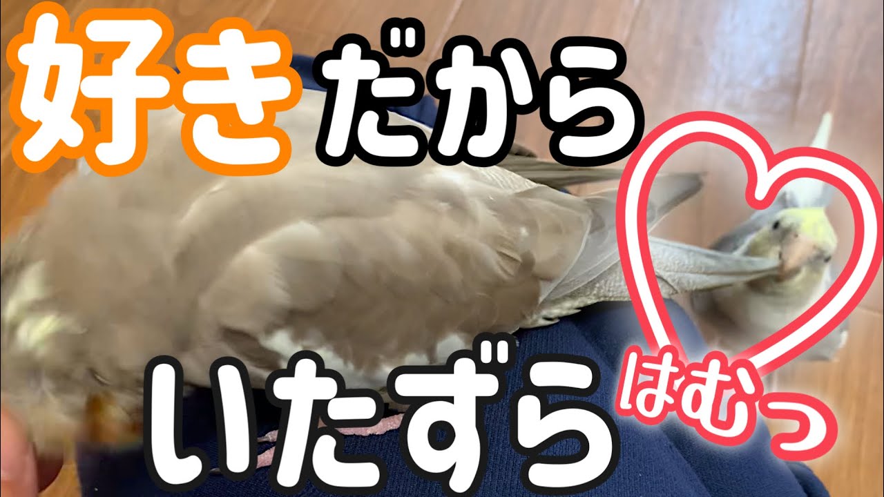 好きな子にはついイタズラしちゃうのです【オカメインコなでちゃん】vol.369#cockatie