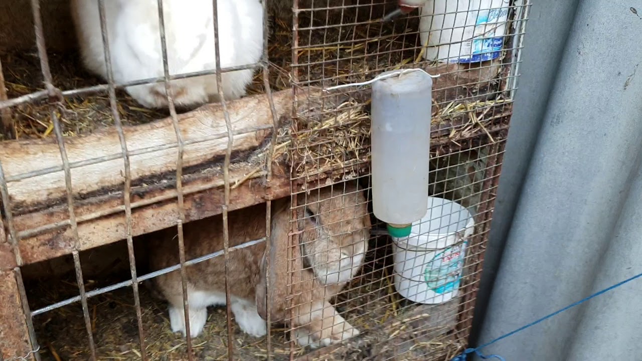 Monta iepuri la dl. Gaby FGB Ep. Ep.326