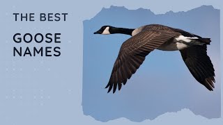 71 Best Goose Names (Girl, Boy, Unisex, Famous, Fly Away Home, Disney)