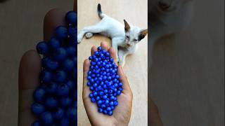 Barsik Cat Beads 🧶 Reverse ASMR Fun #shorts #satisfyingvideo #magiccat #viralcats