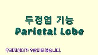 두정엽(Parietal Lobe) 의 기능/ 우리 지성이가 9살이 되었습니다./ #자폐스펙트럼 #발달장애 #자폐