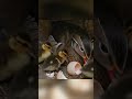 From Egg to the Edge: A Wood Duckling's Incredible 70-Day Journey & First Leap