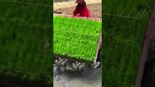 Paddy Transplant | धान की पौध लगाने का आधुनिक तरीका paddy ricetransplanters jaivikkheti