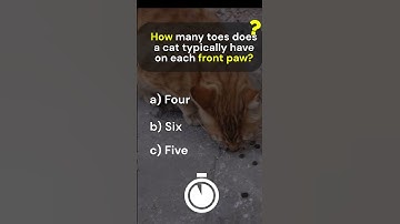 Are You a True Cat Lover? 🐱 | Fun Cat Quiz #shorts  #generalknowledge #trivia  #game #quiz #cats