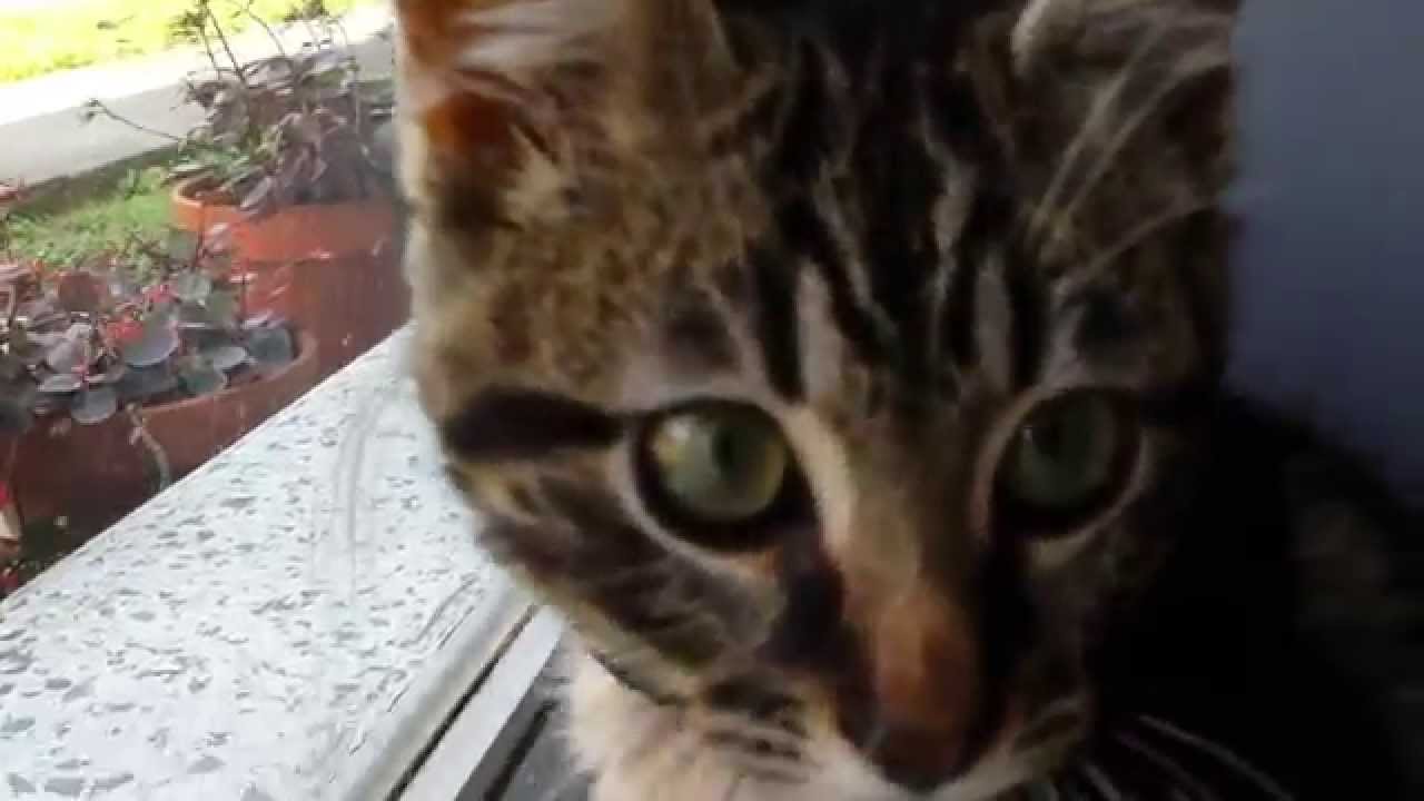 Paralyzed kitten moving tail & rear legs!! 