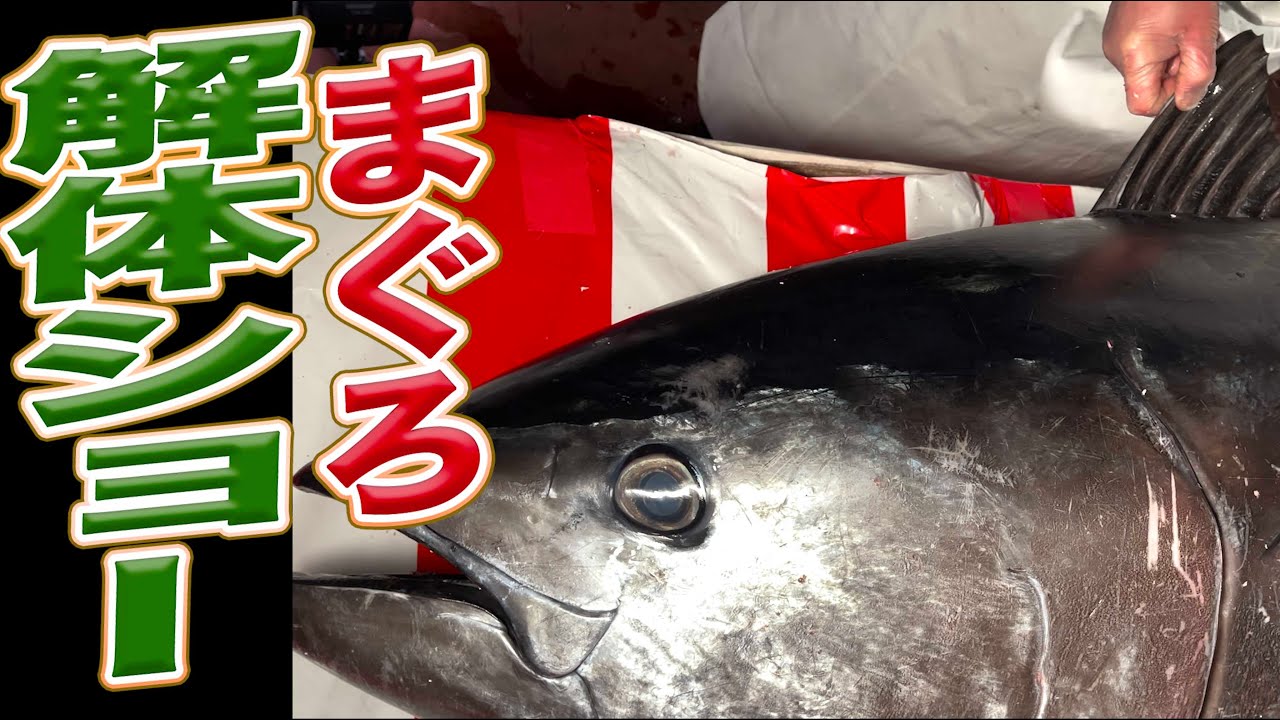 【家庭用包丁】100kg本鮪解体ショー！簡単に出来ます！