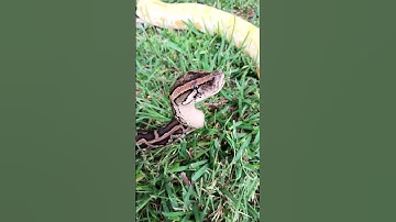 Snake handling outside 💯 #reptiles #burmesepython #snake #invasivespecies