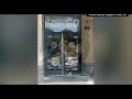 A confused chicken was rescued outside a Buffalo Wild Wings restaurant!