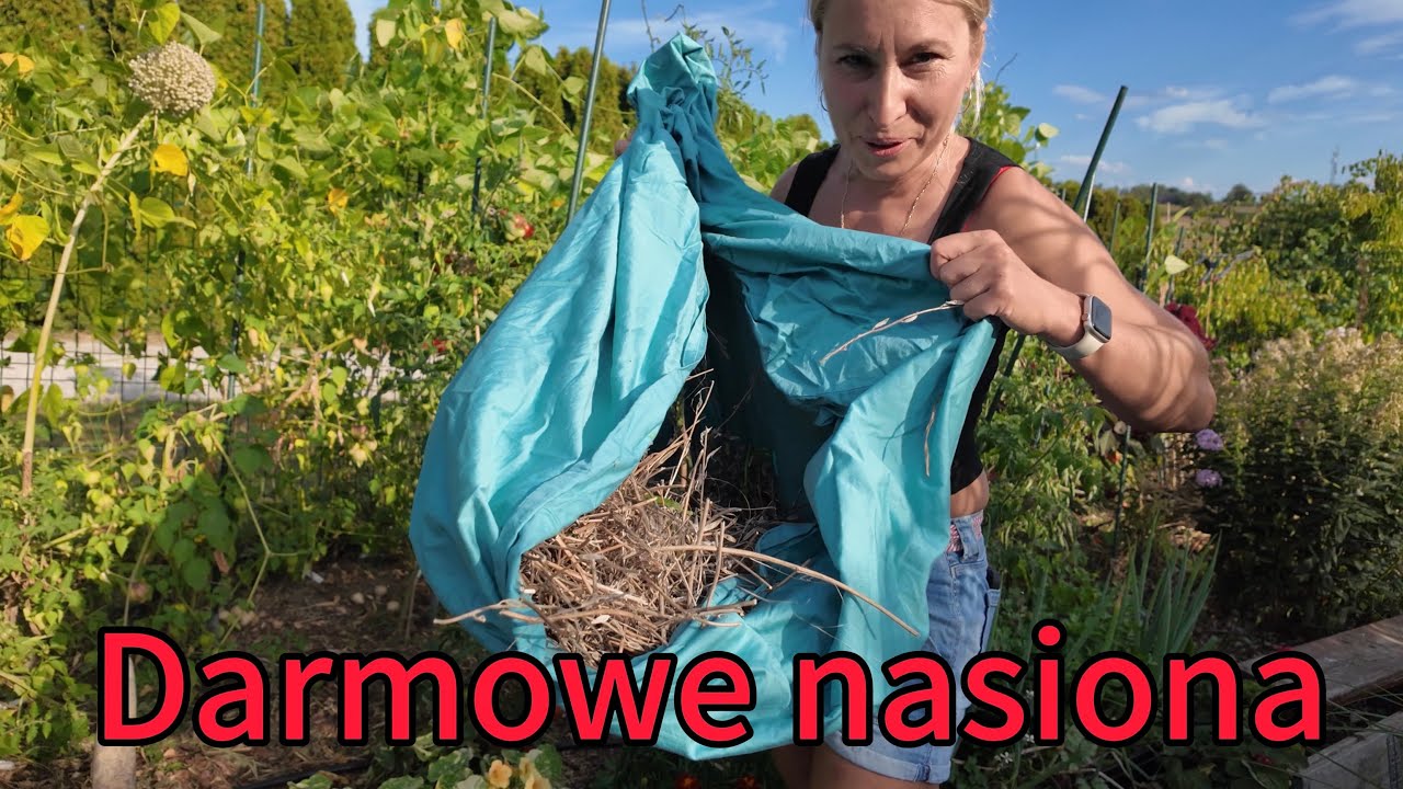 Darmowe nasiona -zbieram nasiona rukoli, sałaty, roszponki i rozrzucam po ogrodzie. 