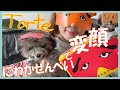 Torteにわかせんぺいで変顔(*´ω`*)(トイプードルのTorte channel)【トイプードルの子犬】