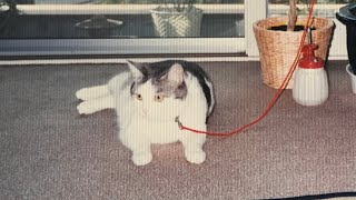 MUSIC (demo)- MASAYO KASENO