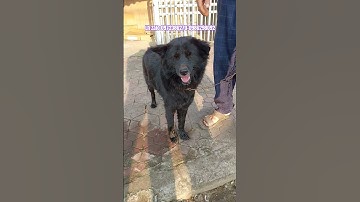 Bé xù sói đen tuyền | chó Bắc Hà xù #nhacremix #remix #hmongdog