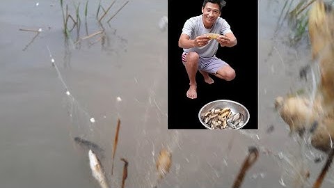 #Thả Lưới Ban Đêm Bắt Được Cả Rổ  Cá Rô Đồng,Nhìn Mà Sướng Con Mắt #hieusontv @hiểu sơntv #đánh cá