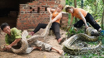 Farm Rescue Operation: Catching a Giant Python Sneaking Into the Farm - Dramatic Chicken Farm Rescue