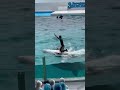 お腹に乗ってご挨拶、噴水ショー