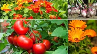 Plant these plants next to tomatoes as protection against pests and diseases