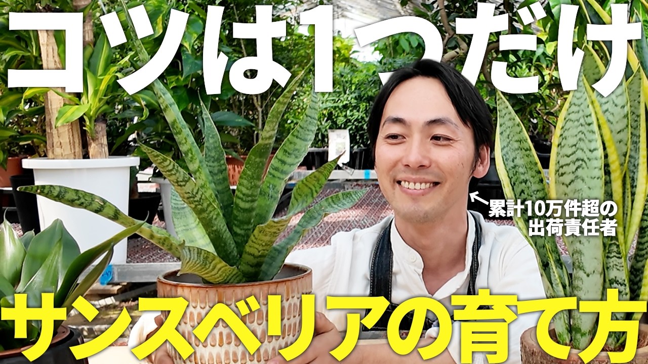 Hands-free!] A professional teaches you how to grow Sansevieria