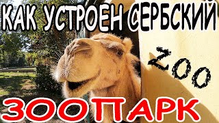 ЗООПАРК В СЕРБИИ! ПРОГУЛКА ПО СЕРБСКОМУ ЗООПАРКУ! КАК УСТРОЕНЫ ЗООПАРКИ В ЕВРОПЕ? ИДЕМ В ЗООПАРК!