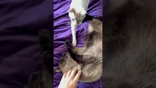Царь не меньше #love #andrella #cat #marcelandarchie #cute #андрелла #pets #funny #shortsfeed #кот