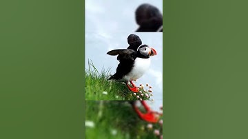 Burung belibis #video #birds #belibis