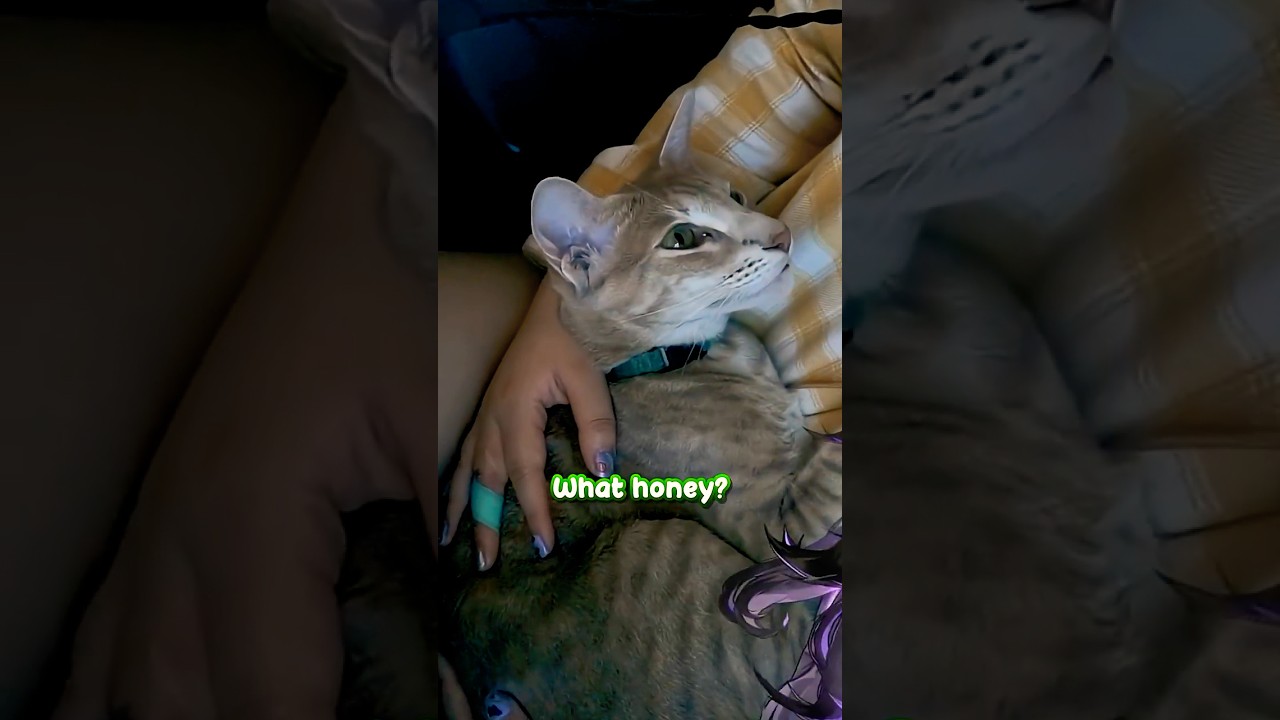 This Cat Thinks It's A Human Baby 🥺