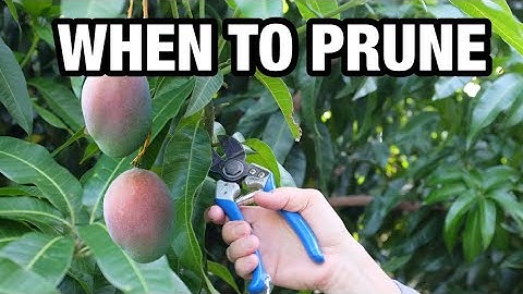 When To Prune Fruit Trees? Mangoes | Avocados | Lychee | Citrus and More