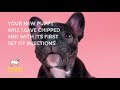 We have a real passion for dogs and puppies alike, and absolutely love what we do, which we believe shows through the pups we have to offer.