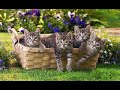 Vitalpilze für Katzen und Hunde bei Brustkrebs mit Chemo Therapie 3/3