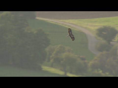 Mäusebussard Gleitfug, Common buzzard gliding
