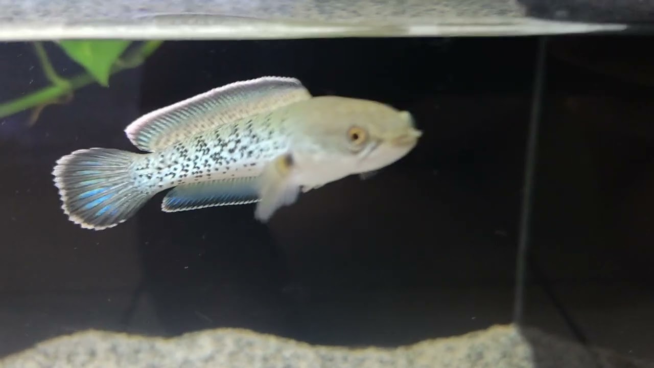 channa stewarty karbialong 8cm