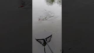 Get in that net ,easy does it . #pikefishing #bigpike #deadbaiting