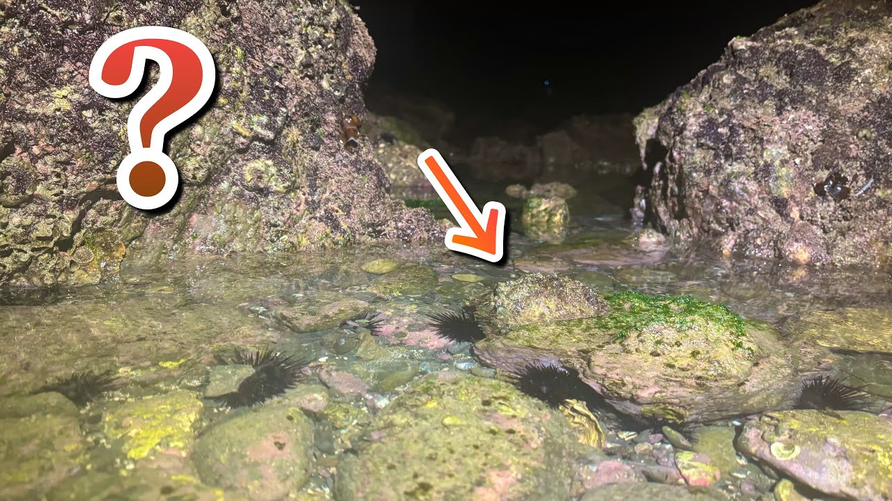 磯遊びしてたら動く岩？を発見した