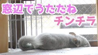 部屋んぽ中に寝ちゃったチンチラを見守るSleeping chinchillas