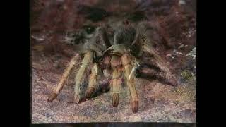 Phylum Arthropoda (Part 3)
