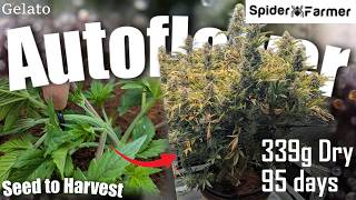 How I Grow -41- From Seed to Harvest - Gelato Autoseeds- Spiderfarmer SF4000 and SE3000