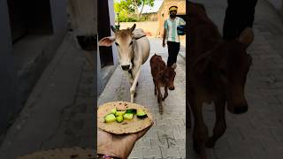 gai ko roti khilao 🥰🐄✅ #cow #animals #food #trending #funny