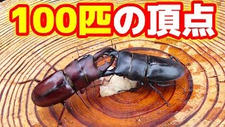 採取した100匹から最強のクワガタを決める対決！【クワガタ採りリベンジ 後編】