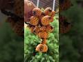 Top 5 Exotic Fruits Found Only in India